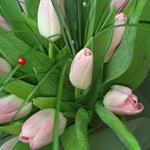 Букет розовых тюльпанов 11 шт. с берграсом в матовой пленке