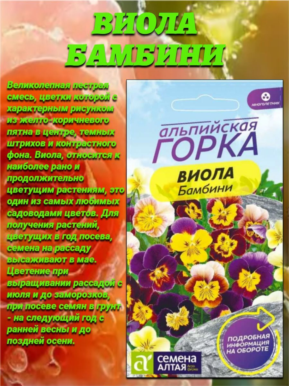 Королева цветника виола: Бамбини, Вельвет и Рокко
