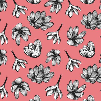 Черно-белый цветы шафрана. Крокусы на коралловом фоне