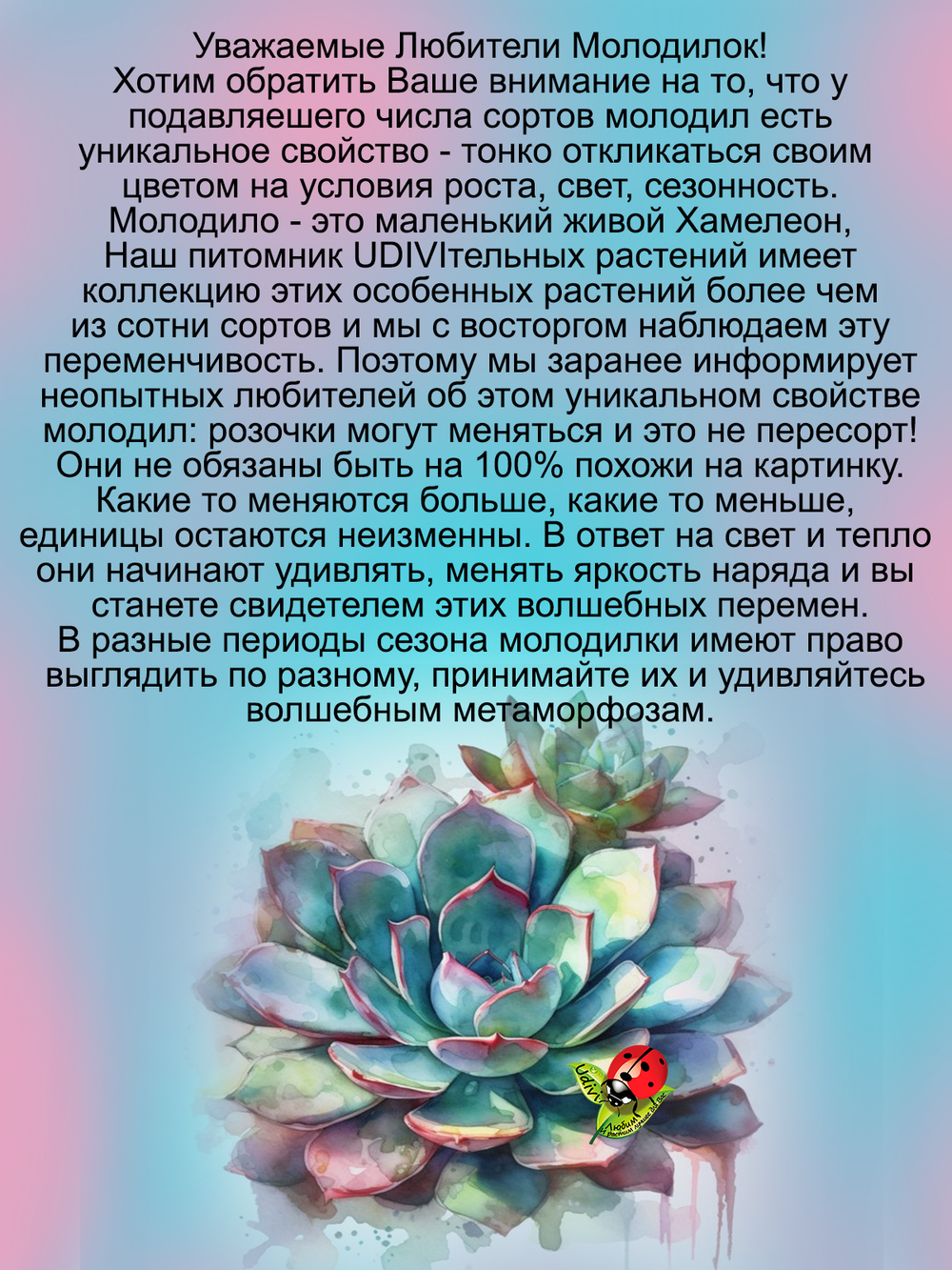 Молодило Киллер двухцветное
