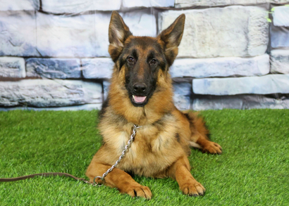 ИКЕЛЛА Из Поместья Боговик - 08.05.2025 д.р.