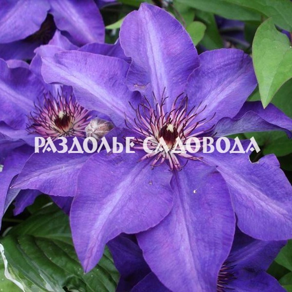 Клематис крупноцветковый Президент