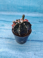 Gymnocalycium Variegata (Гимнокалициум Вариегатный)