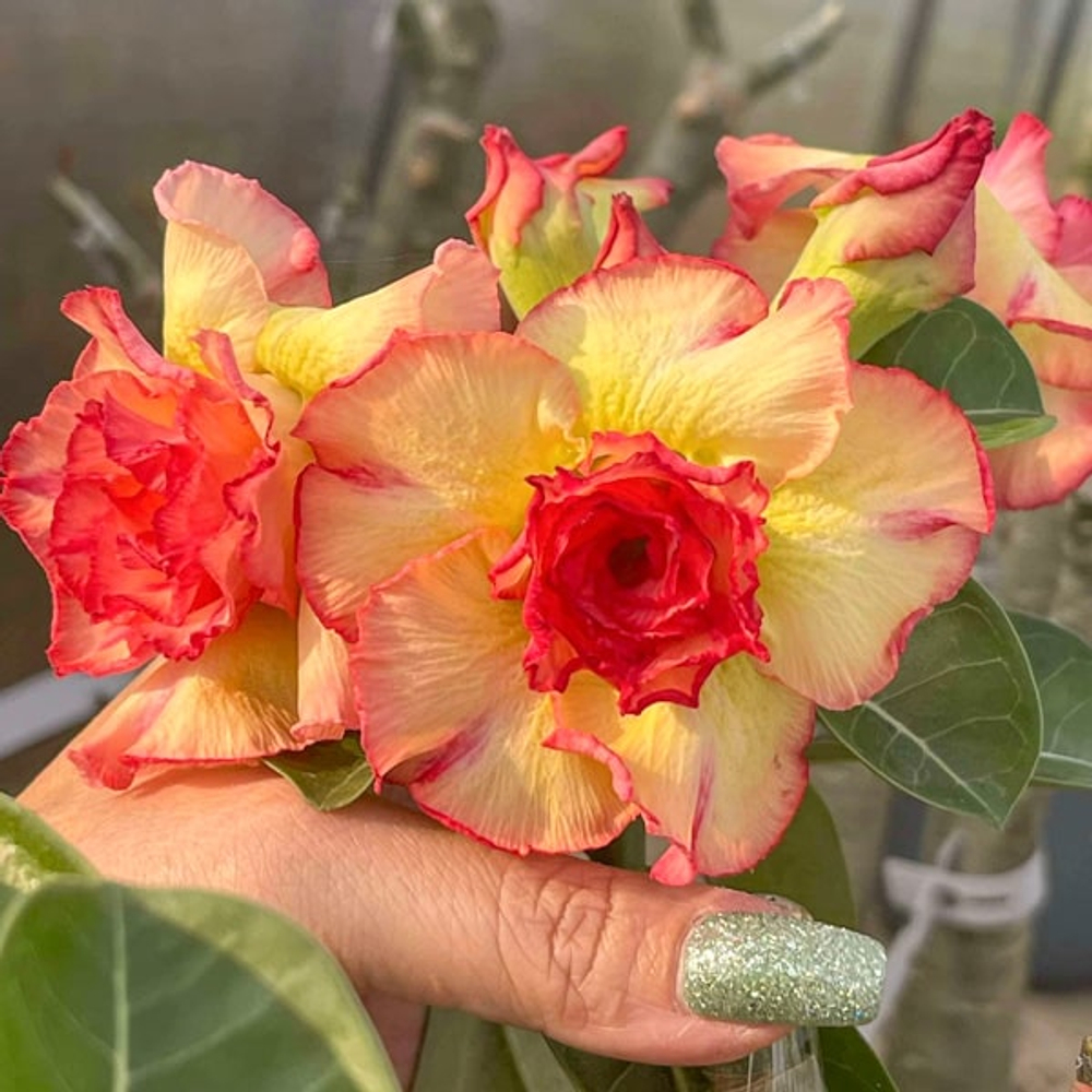 Адениум обесум THONG K