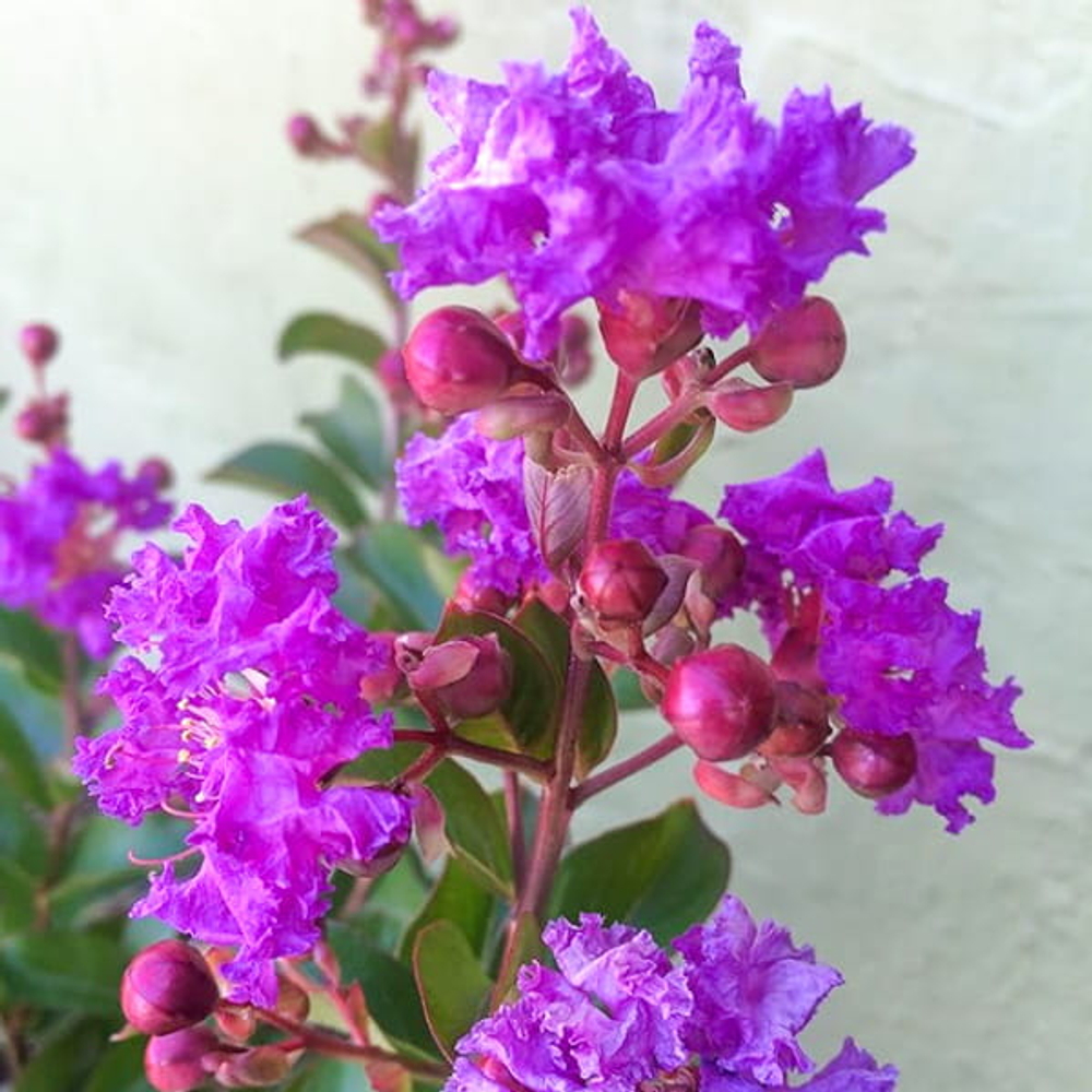 Лагерстремия гибридная – Lagerstroemia hybrid