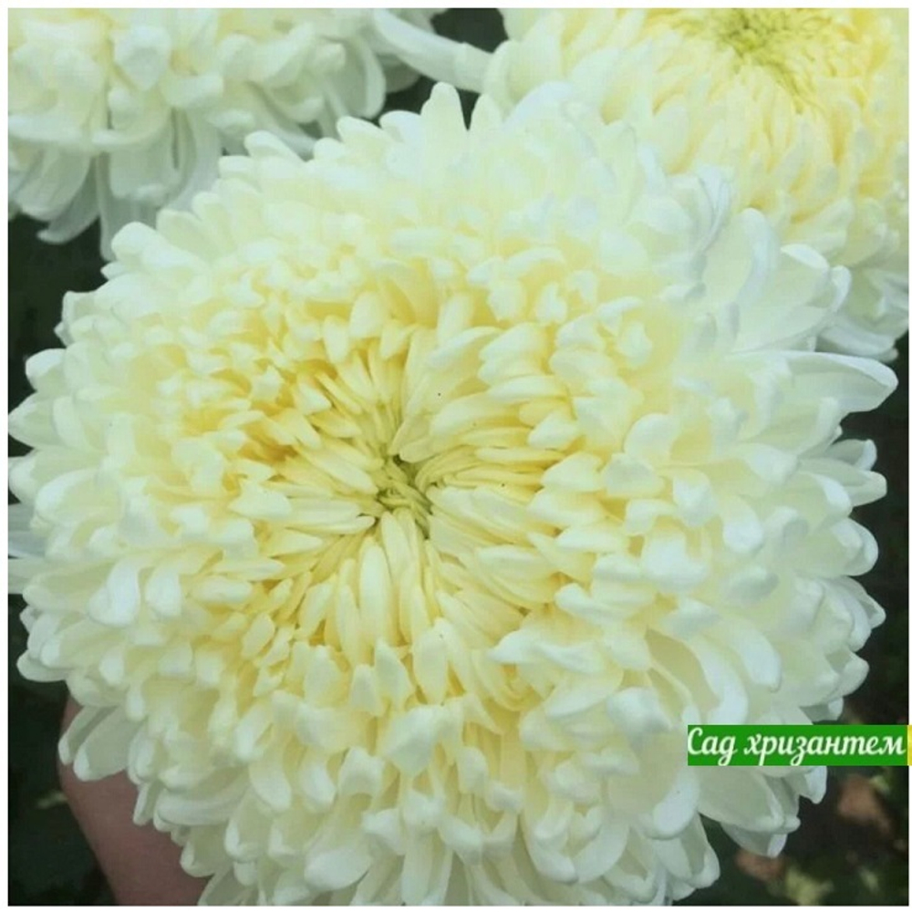 Фред старый,