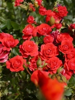 Роза флорибунда Черри Гёрл
