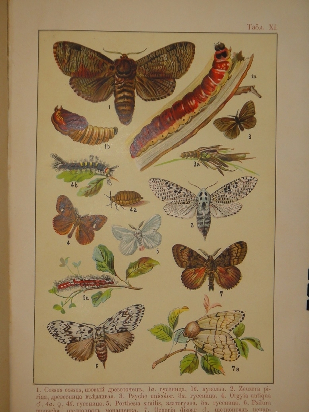 "Бабочки Европы. Описание наиболее известных видов и руководство к собиранию и определению бабочек и их гусениц". 1904г.
