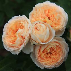 Дени Хан (Dany Hahn)