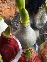 Амариллис луковица - цвет бордо