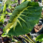 Колоказия STAR FISH