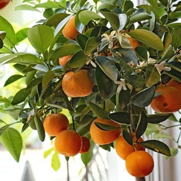 Цитрусовые