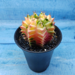 Gymnocalycium Variegata (Гимнокалициум Вариегатный)