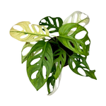 Монстера "Маска"