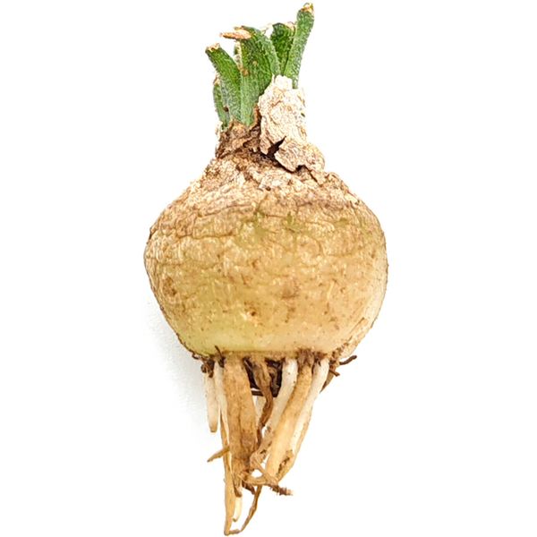 Альбука Вискоза