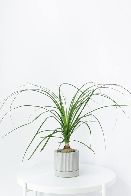 Нолина Рекурвата