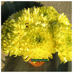 крупноцветковые хризантемы семена