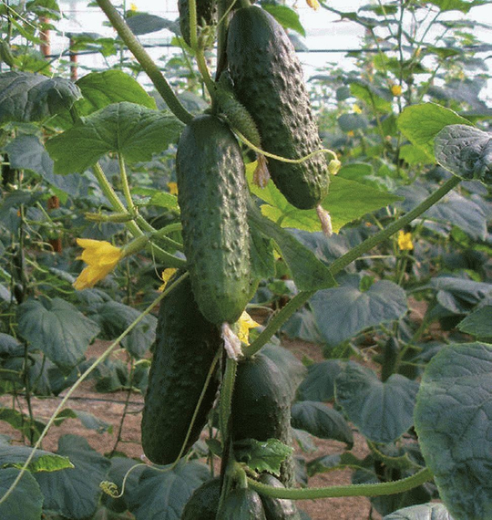 УРАН F1 семена огурца Sakata купить – фото 1