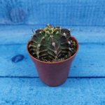 Gymnocalycium Friedrichii (Гимнокалициум)