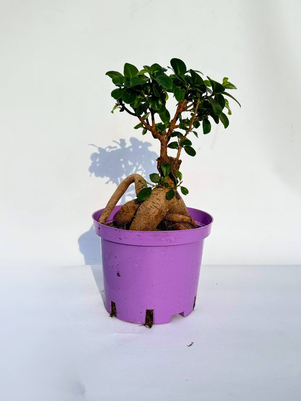 Фикус Гинсенг д.17 СП