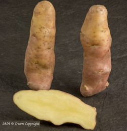 Дикий картофель Розовое Еловое Яблоко (Pink Fir Apple Potatoes), 10 клубней