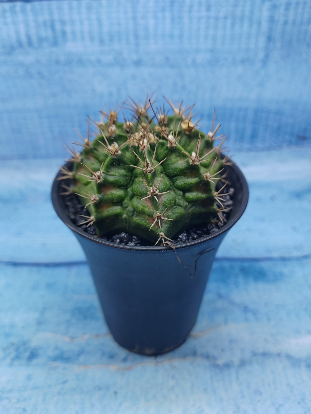 Gymnocalycium T-Rex Pink hybride (Гимнокалициум T-rex)