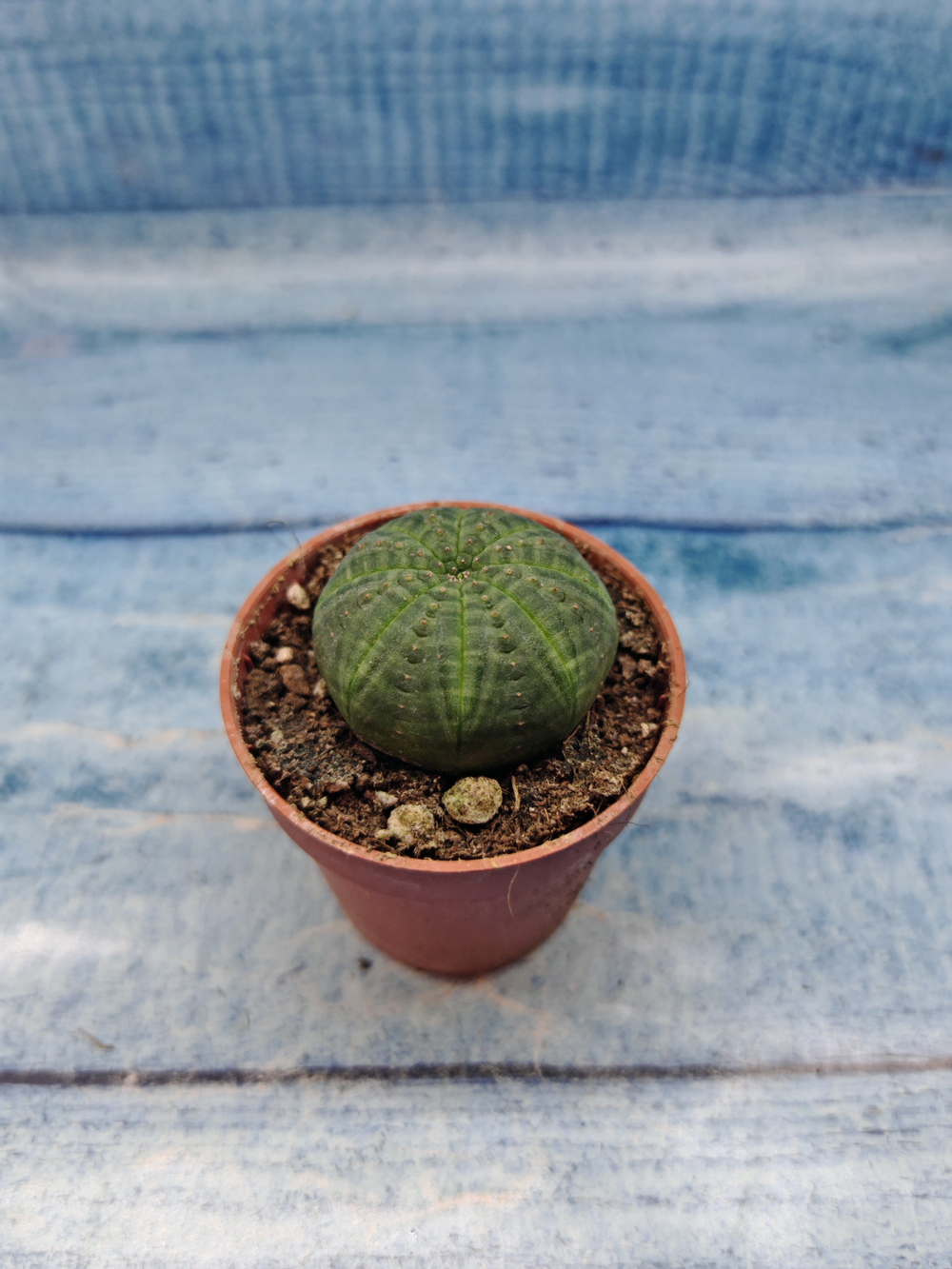 Euphoria Obesa (Эуфорбия)