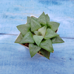 Haworthia Comptoniana Hybride hybrid (Хавортия)