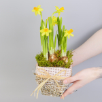 Композиция с первоцветами Нарцисс моно