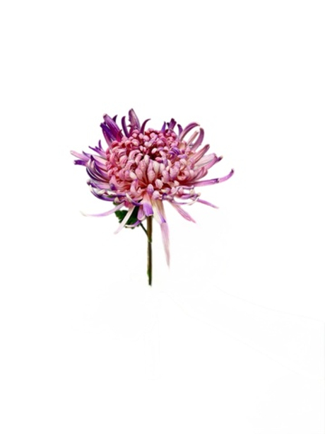 Хризантема Лебединая песня - Сиреневый
