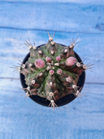 Gymnocalycium T-Rex Pink hybride (Гимнокалициум T-rex)