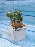 Euphorbia Handiensis (Эуфорбия)