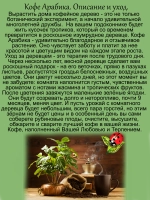 Кофе Арабика саженцы
