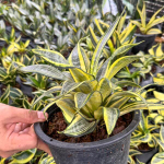 Сансевиерия JAPANESE TWIST