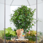 Белочка рыжая