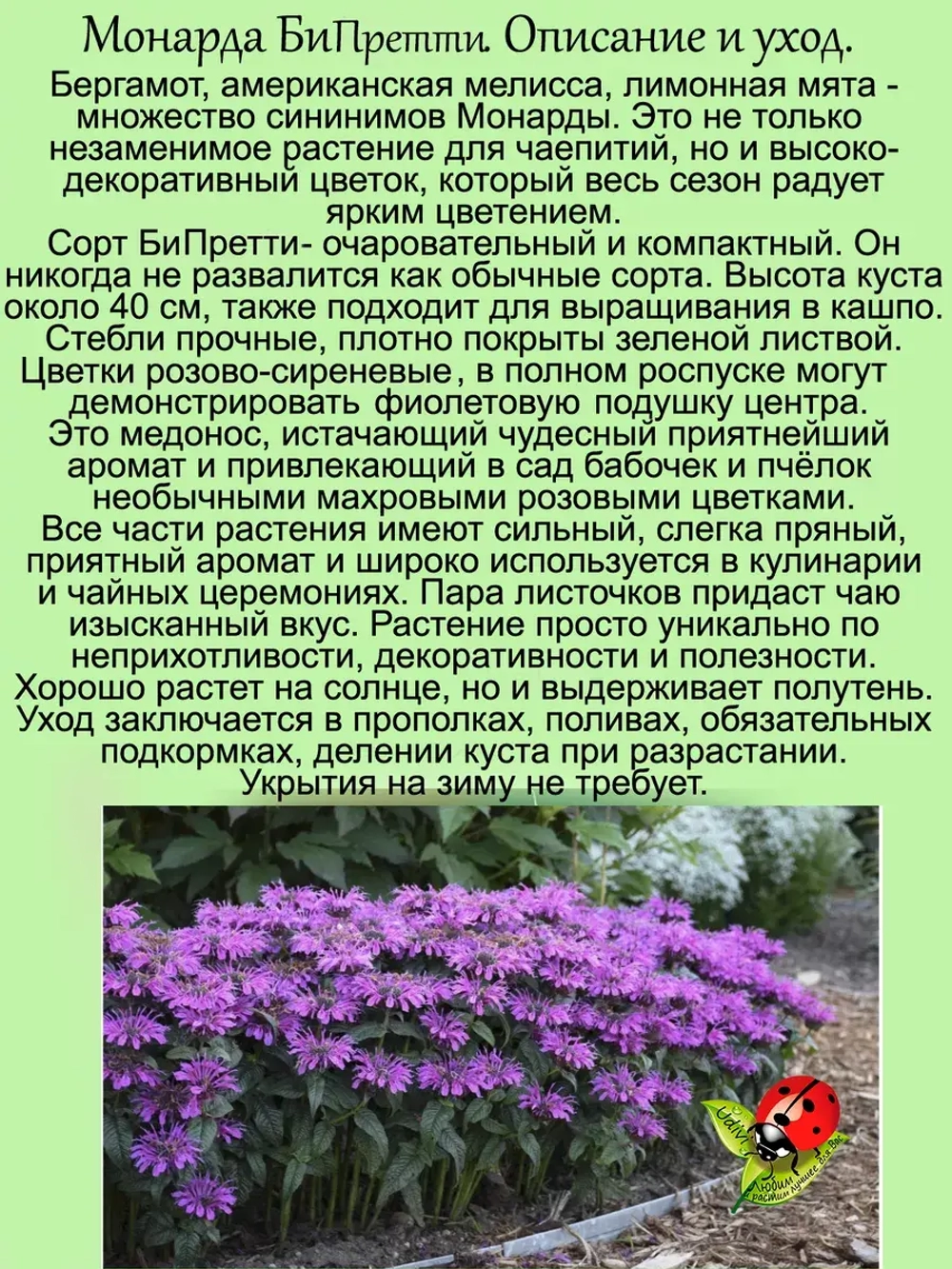 Монарда Би Претти бергамот американская мелисса