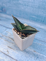 Sansevieria stylish fan (Сансевиерия)