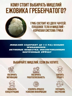Ежовик Гребенчатый в порошке 500 грамм. Мицелий и Плодовое тело. Hericium Erinaceus, Львиная Грива.