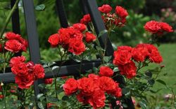 Супер Элфин (Super Elfin)