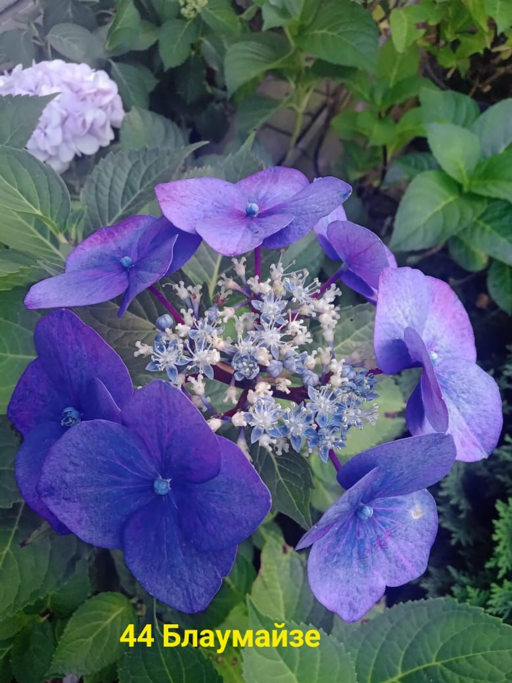 Blaumeise/Блаумайзе