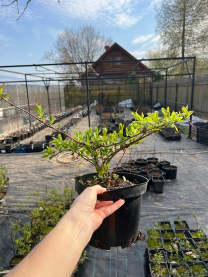 Жимолость Славянка