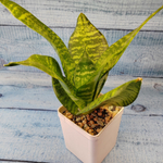 Sansevieria Hahnii (Сансевиерия)