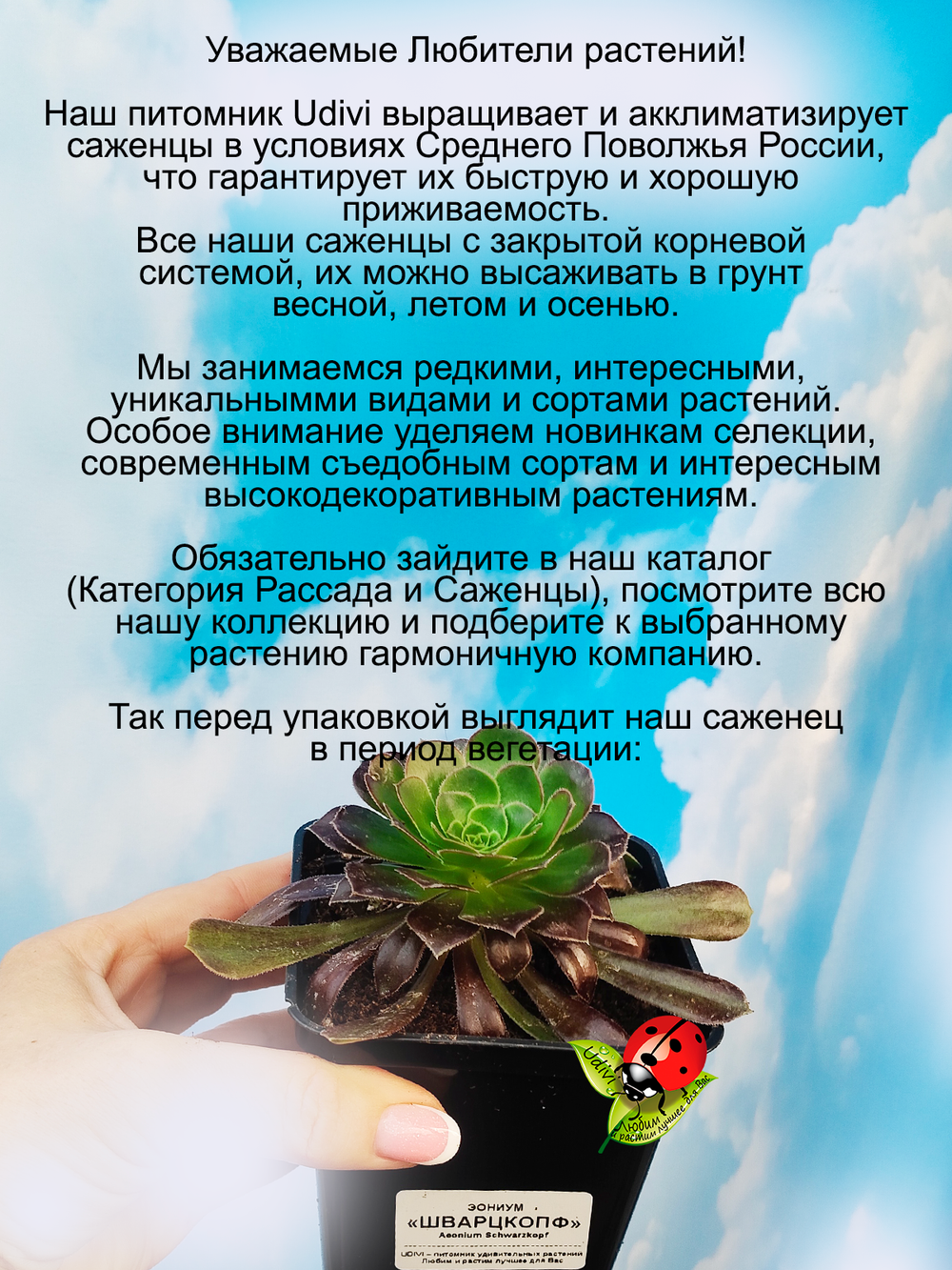 Эониум Шварцкопф чёрный