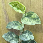 Рафидофора HAYI VAR N2 SILVER SPREAD