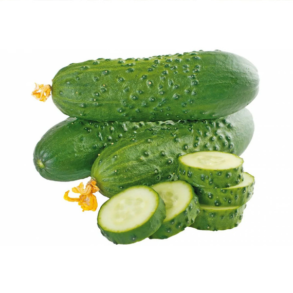 Северин F1 семена огурца партенокарпического (Enza Zaden / Энза Заден) культура – фото 3