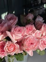 Роза розовая одноголовая