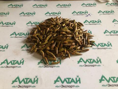 Тополь черный почка Алтай