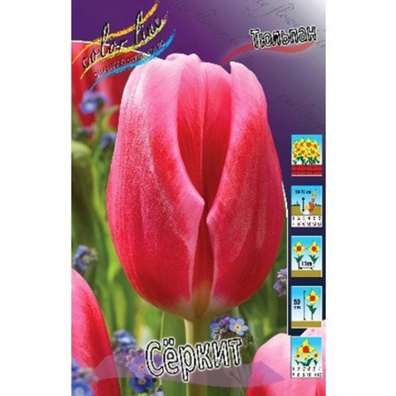 Тюльпан Сёркит