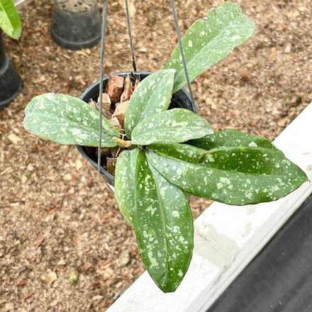 Хойя BUNTOKENSIS SPLASH