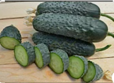 Огурцы Шторм F1 - Storm F1 1000 семян